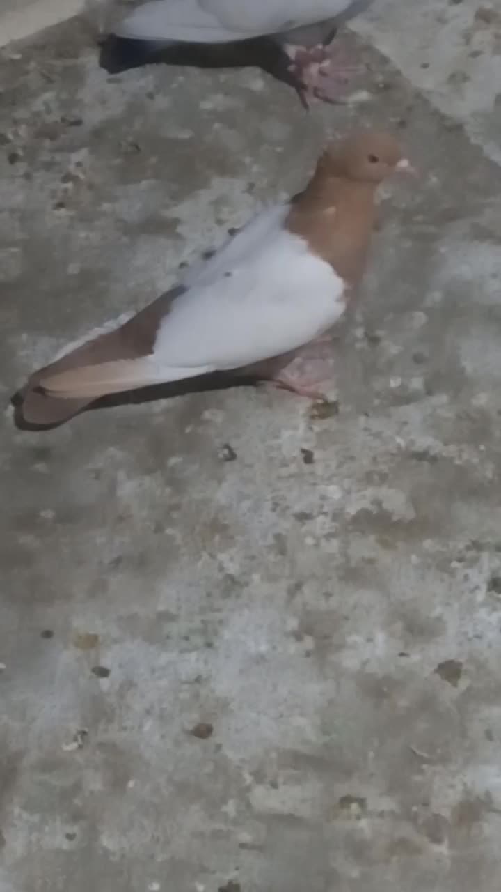 سینه سبز وسینه زرد|پرنده|شیراز, کوشک میدان|دیوار