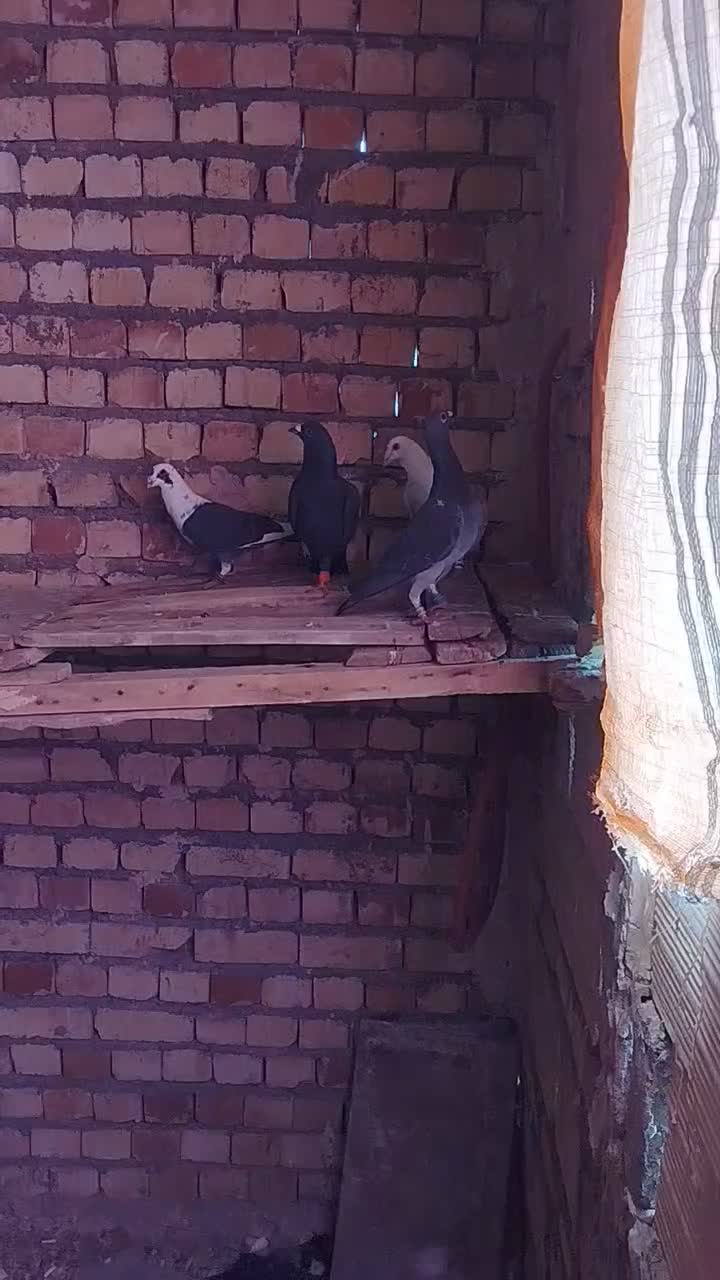 کفتر|پرنده|مشهد, كنويست|دیوار