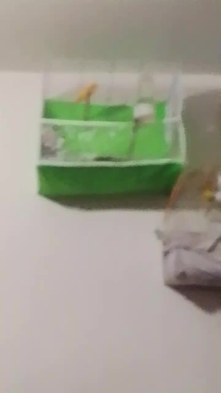 قناری پرتقالی نر قرص شلاقی میخونه به ضمانت|پرنده|زاهدان, |دیوار