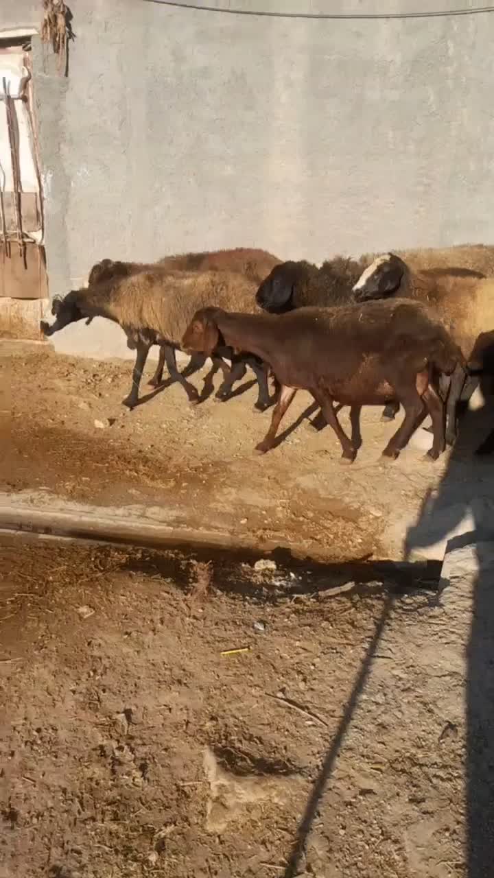 میش بره دار 32|حیوانات مزرعه|قیدار, |دیوار