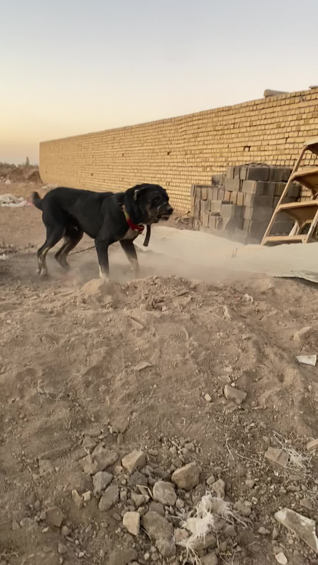 سگ نگهبان|سگ|اراک, |دیوار