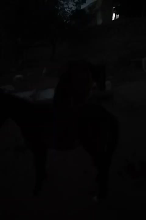 اسب ۳ ساله همراه با کره|اسب و تجهیزات اسبسواری|خلخال, |دیوار