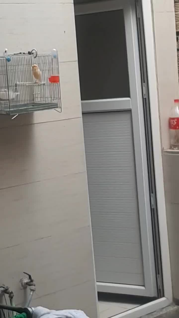 قناری پرتقالی|پرنده|الشتر, |دیوار