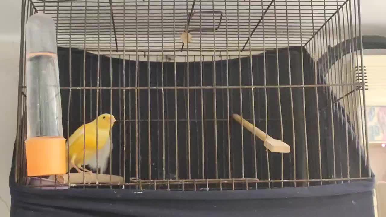 قناری نر پرتقالی سفت بخون|پرنده|قم, نیروگاه|دیوار