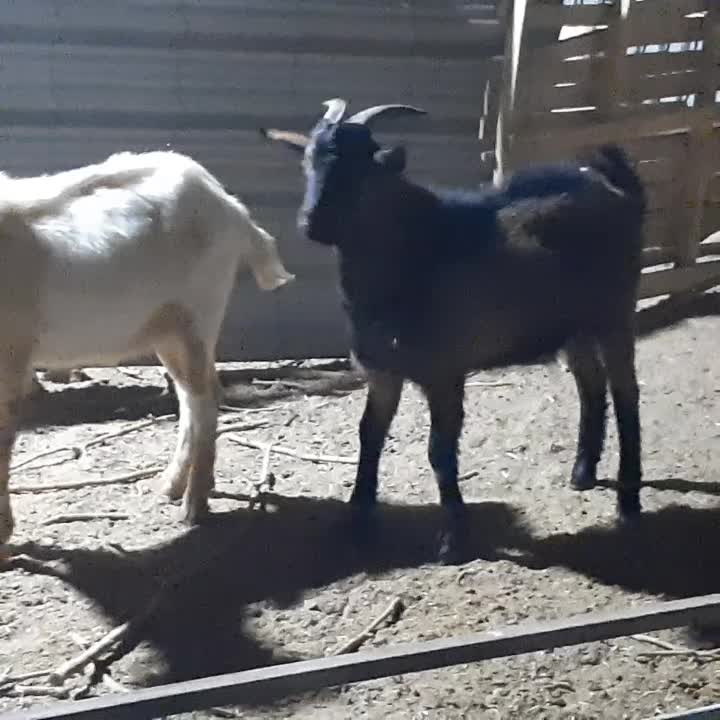 بز سانن . آلپاین|حیوانات مزرعه|مشهد, وکیلآباد|دیوار