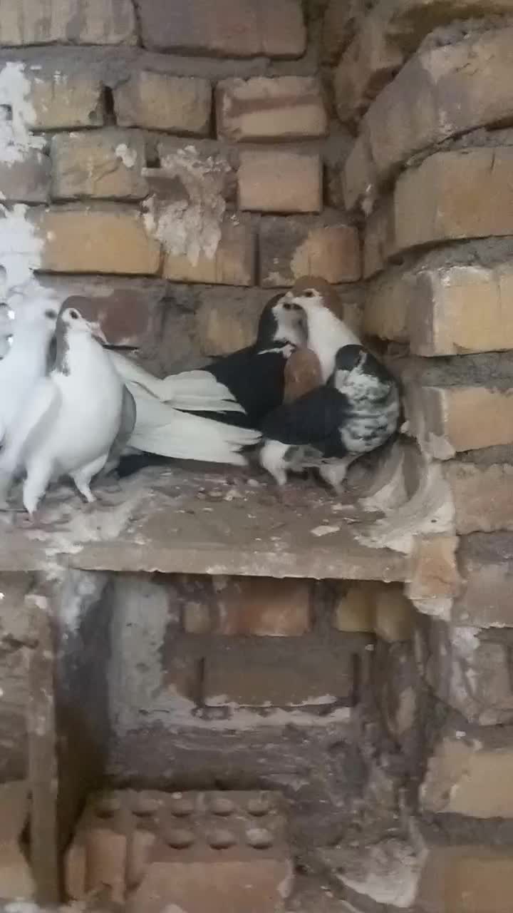 ۹عدد کفتر خوب|پرنده|تربت جام, میان جام|دیوار