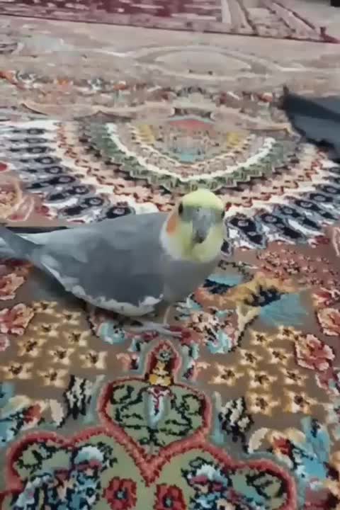 فروشی|پرنده|یزد, |دیوار