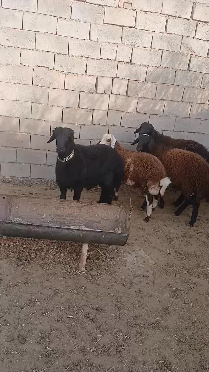 بره قوچی|حیوانات مزرعه|نصر آباد, |دیوار