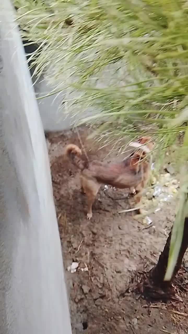 سرابی|سگ|ماهدشت, |دیوار