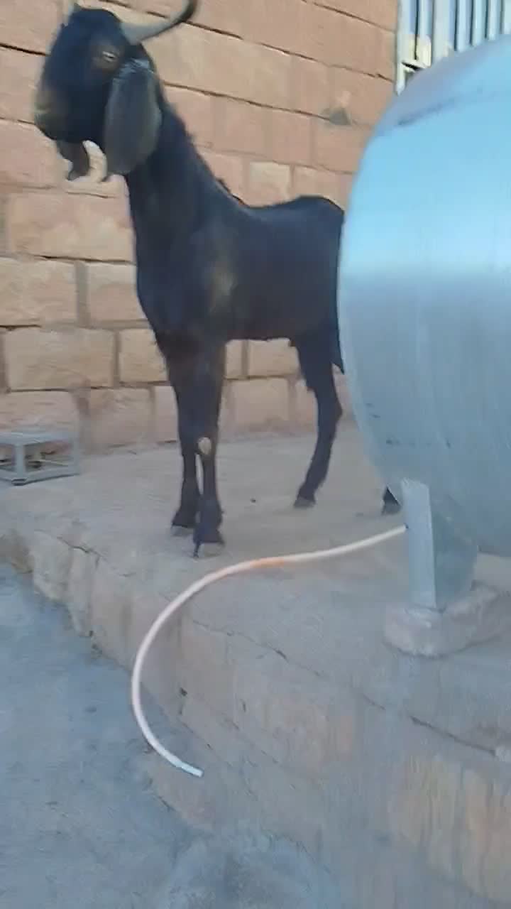 ساورین 1سال|حیوانات مزرعه|کوهدشت, |دیوار