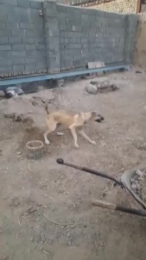 سگ ماده|سگ|قوچان, |دیوار