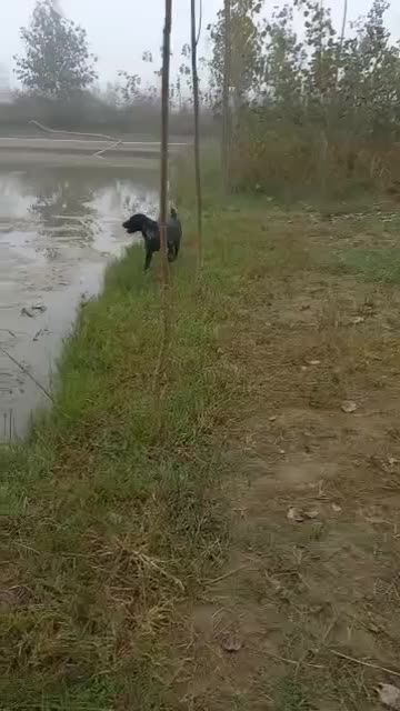 سگ شکاری گمشده|حیوانات|آستانه اشرفیه, |دیوار