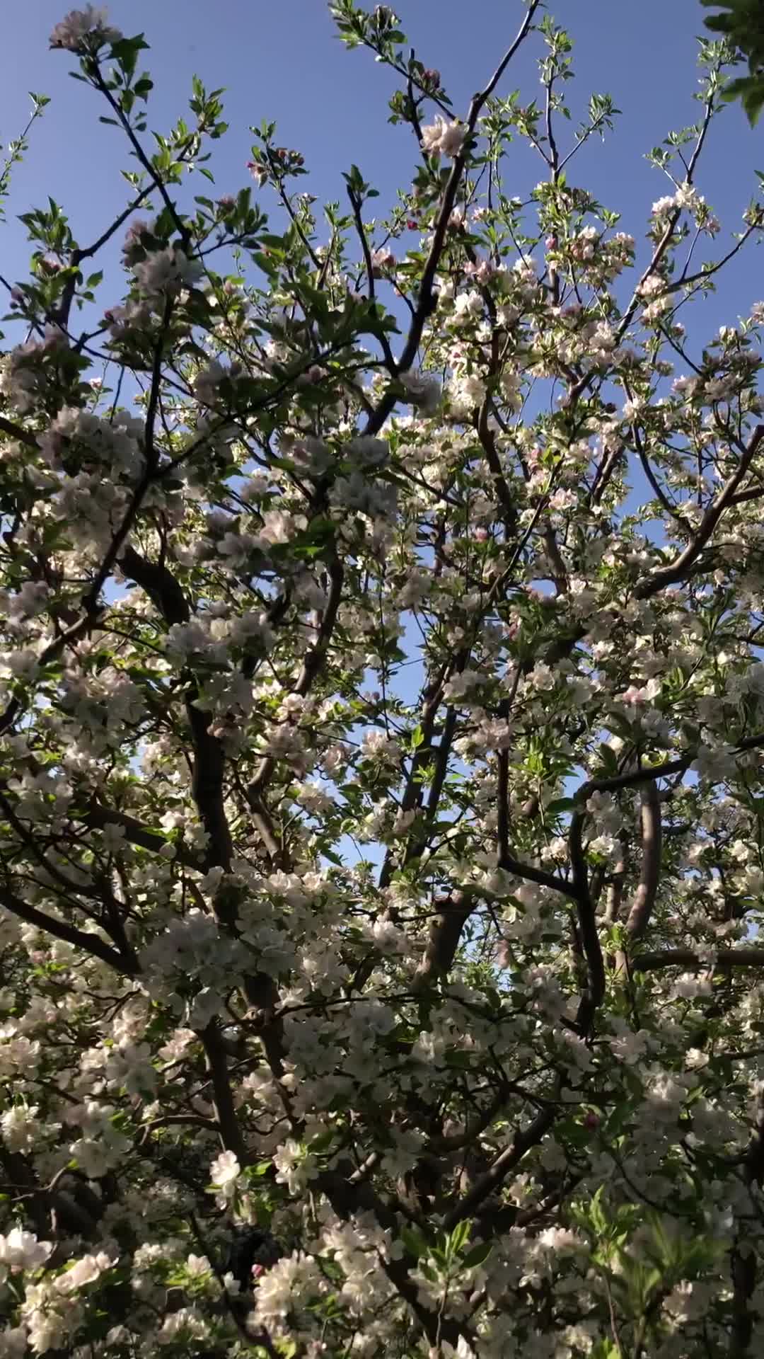 فروش دوهکتار باغ سیب و گردو و آلوچه|فروش زمین و ملک کلنگی|مراغه, |دیوار