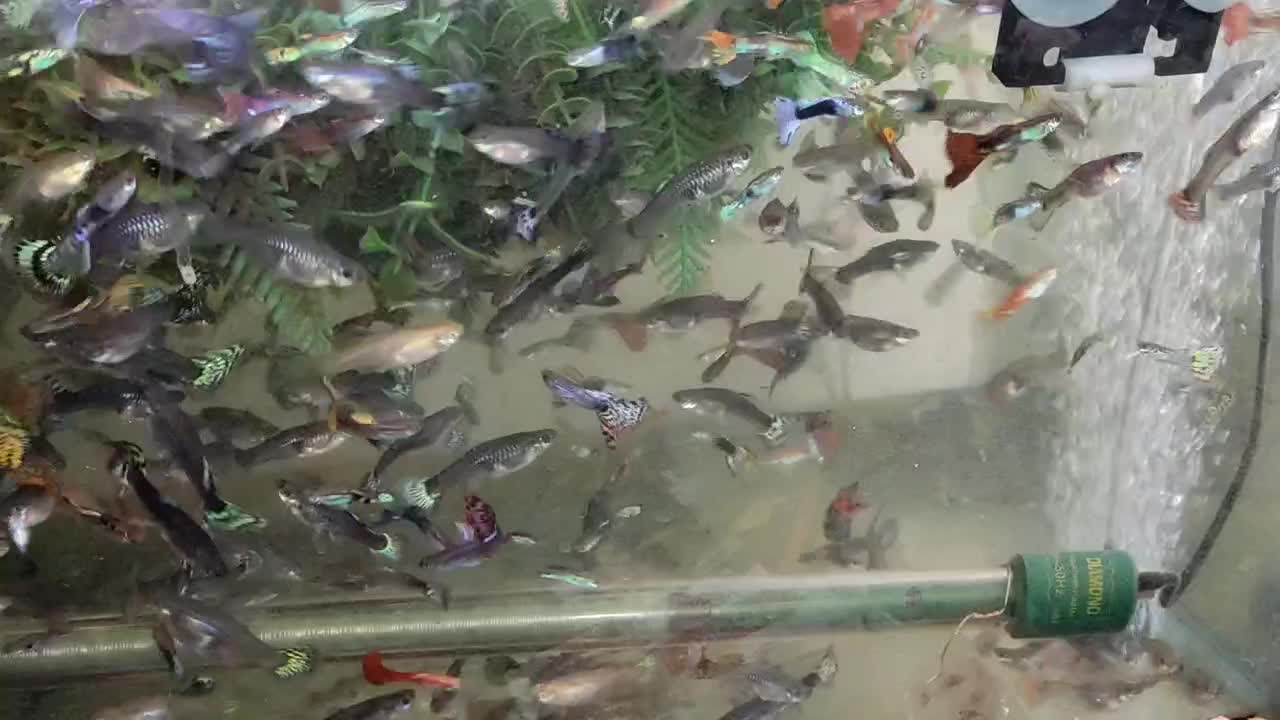 فروش تعداد زیادی ماهی گوپی بزرگ وخوب به(قیمت عمده)|ماهی|شیراز, شریفآباد|دیوار