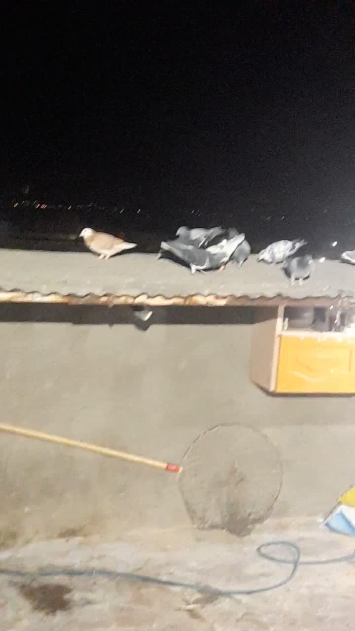 26تا کبوتر پرشی|پرنده|سبزوار, قصبه شرقی|دیوار