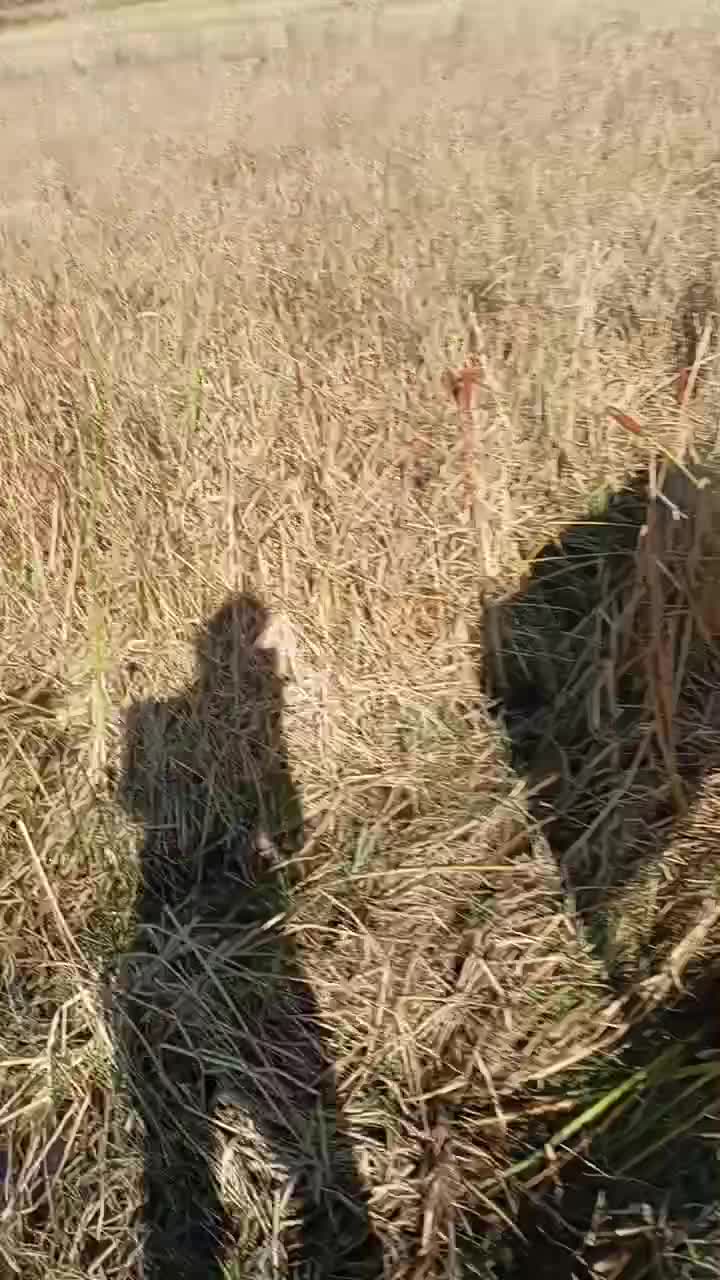 فروش زمین کشاورزی|فروش دفتر صنعتی، کشاورزی، تجاری|فومن, |دیوار