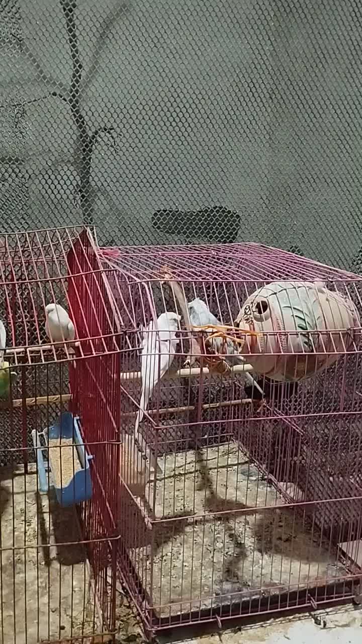 جفت پروانه ای|پرنده|شمیل, |دیوار