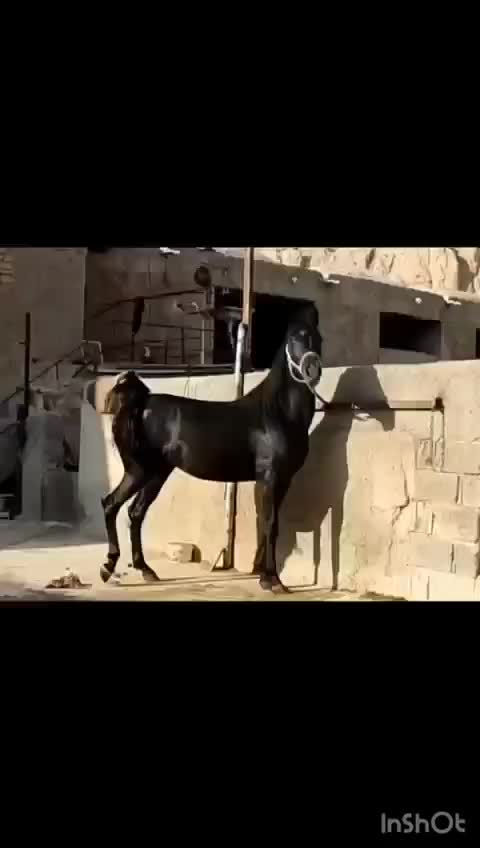 اسب|اسب و تجهیزات اسب‌سواری|شیراز, علی آباد|دیوار