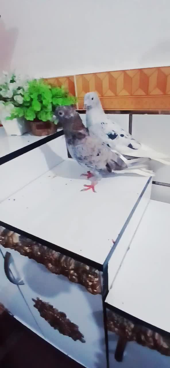 پرنده رنگی|پرنده|باوی, |دیوار