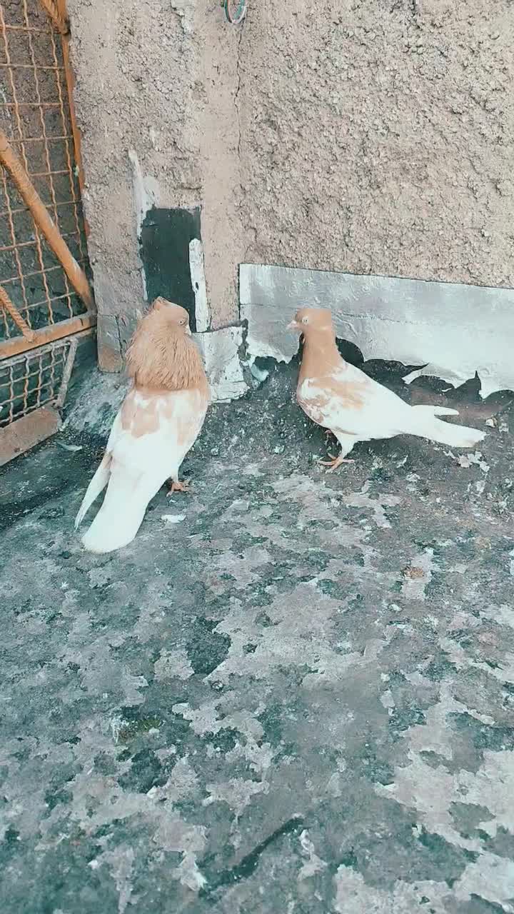 جفت کله ای|حیوانات|اهواز, کوی بشارت|دیوار