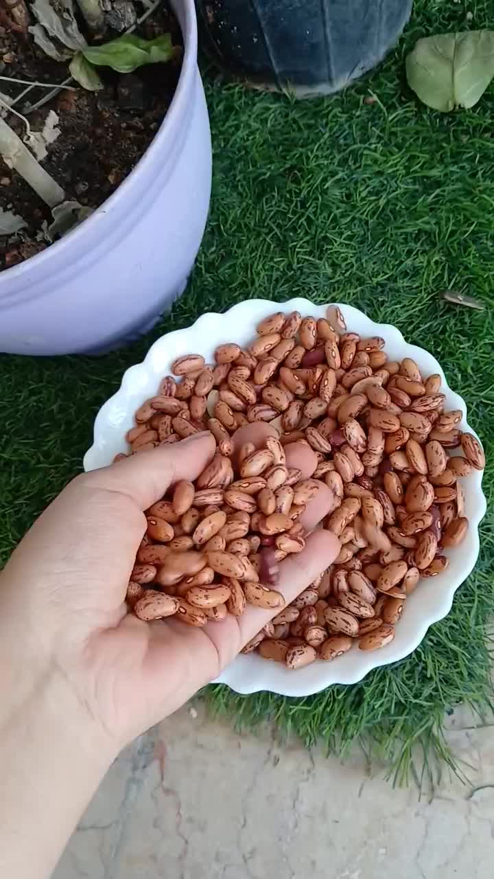 لوبیا چیتی|خوردنی و آشامیدنی|قم, باسکول|دیوار