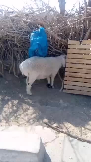 گوسفندنر|حیوانات مزرعه|هامون, |دیوار