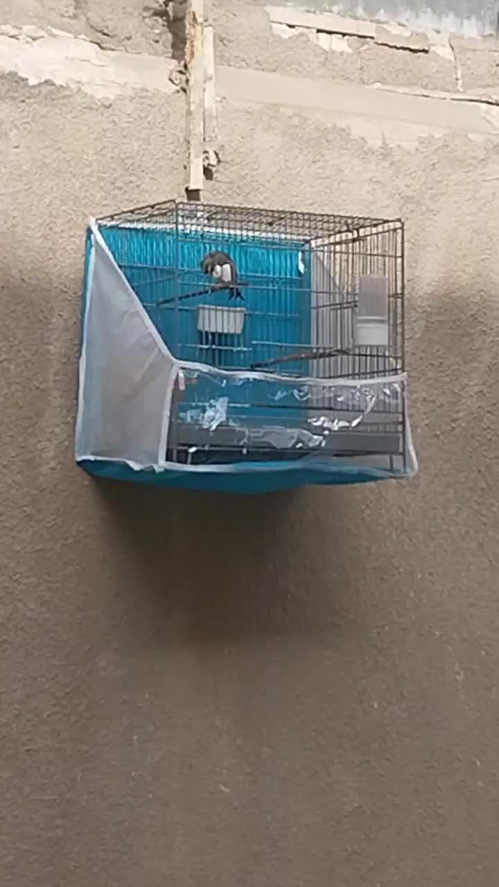 سهره کرمونی مس خون|پرنده|مشهد, شهرک مهر آباد|دیوار