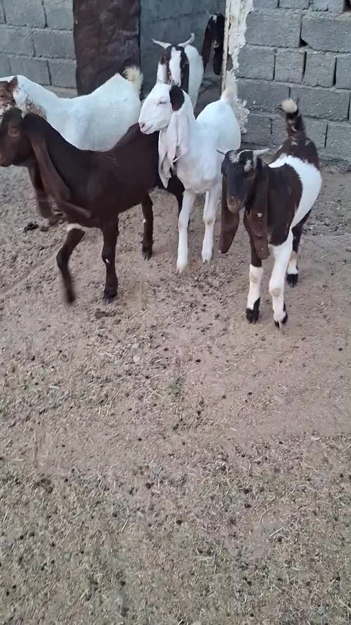 فروش تعدادی بز پاکستانی اصل و نری|حیوانات مزرعه|رودخانه, |دیوار