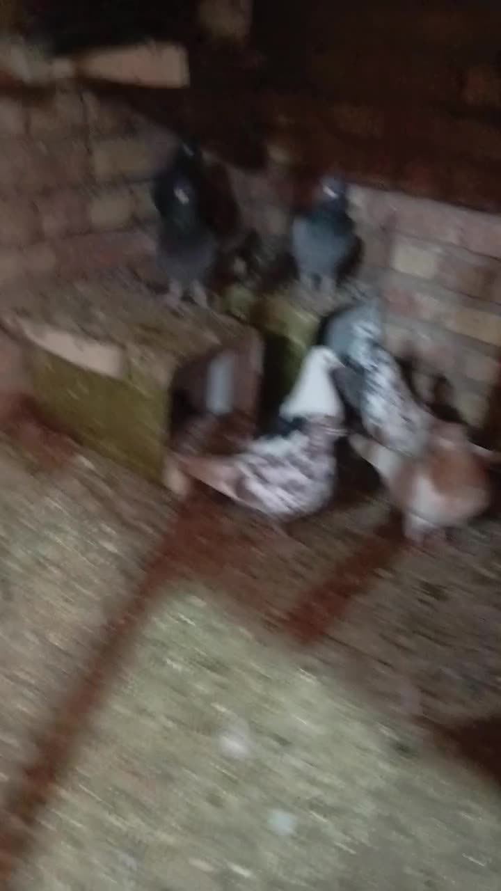 کفتر|پرنده|مرند, |دیوار