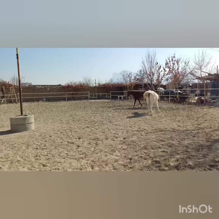 2عدداسب زیبااصیل کامل چک معتبر به بالاترین پیشنهاد|اسب و تجهیزات اسبسواری|اصفهان, باغ دریاچه|دیوار