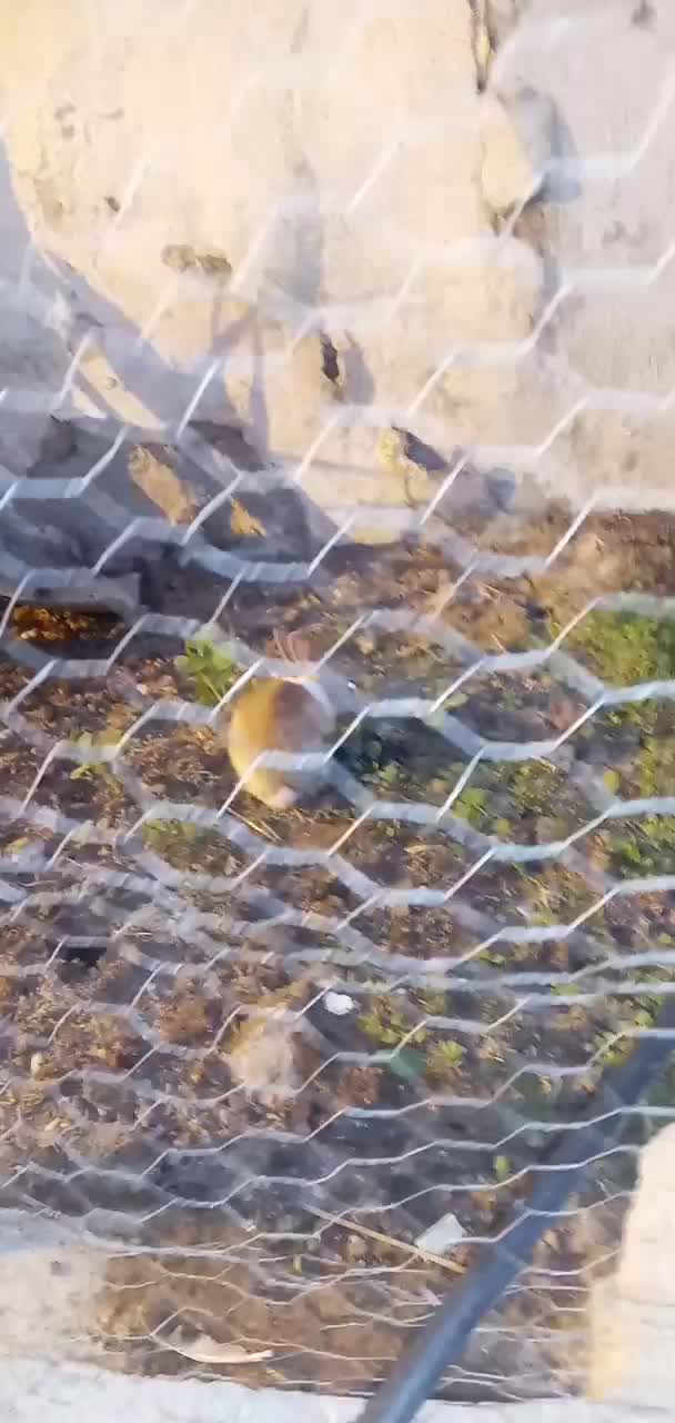 خرگوش نر|موش و خرگوش|بندر امام خمینی, |دیوار