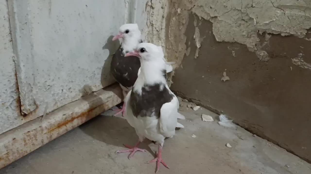 جفت طوقی|پرنده|لامرد, |دیوار