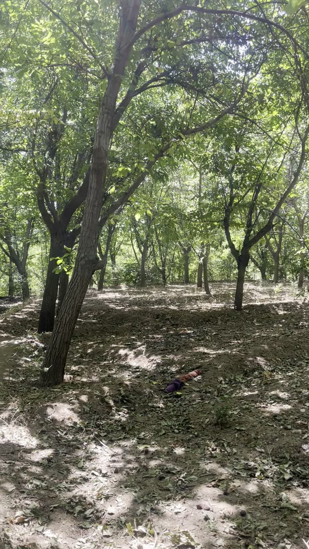 ۱۰۰۰ متر باغ گردو سرکان|فروش زمین و ملک کلنگی|تویسرکان, |دیوار