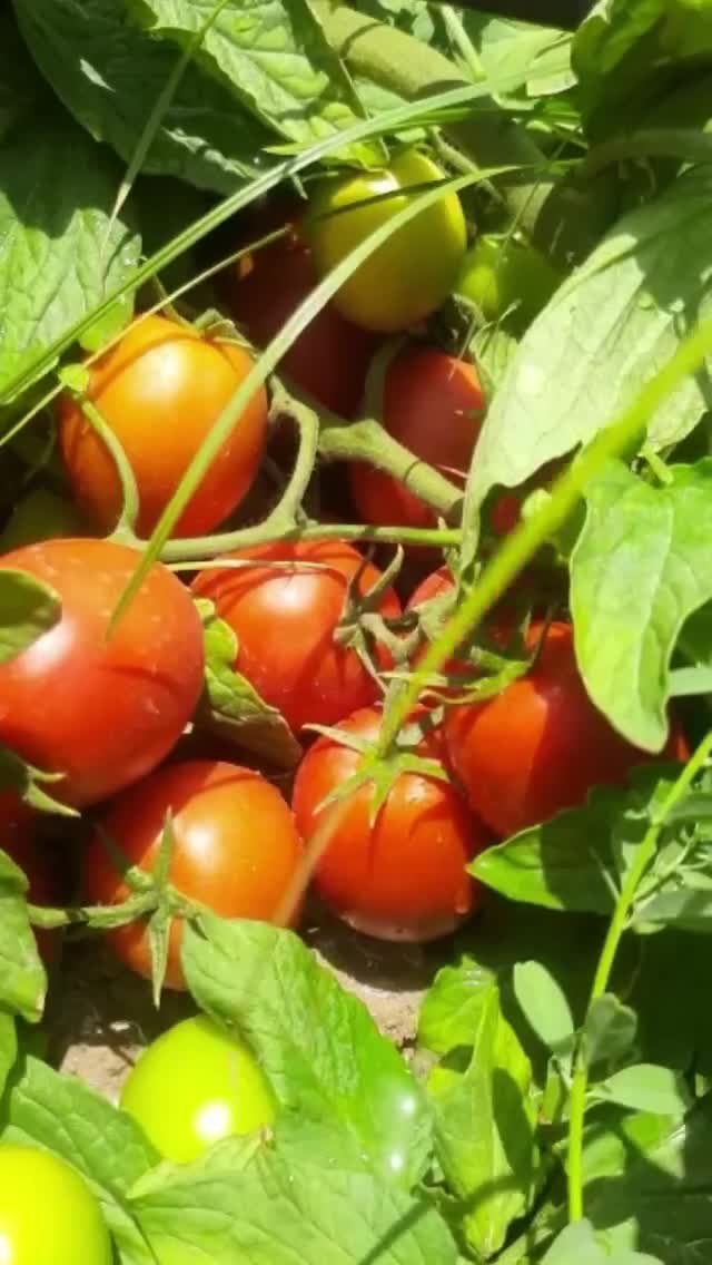 بذر گوجه بدرو باسیمو بریویو برنتا|خدمات باغبانی و درختکاری|اهواز, زندوکیلی|دیوار