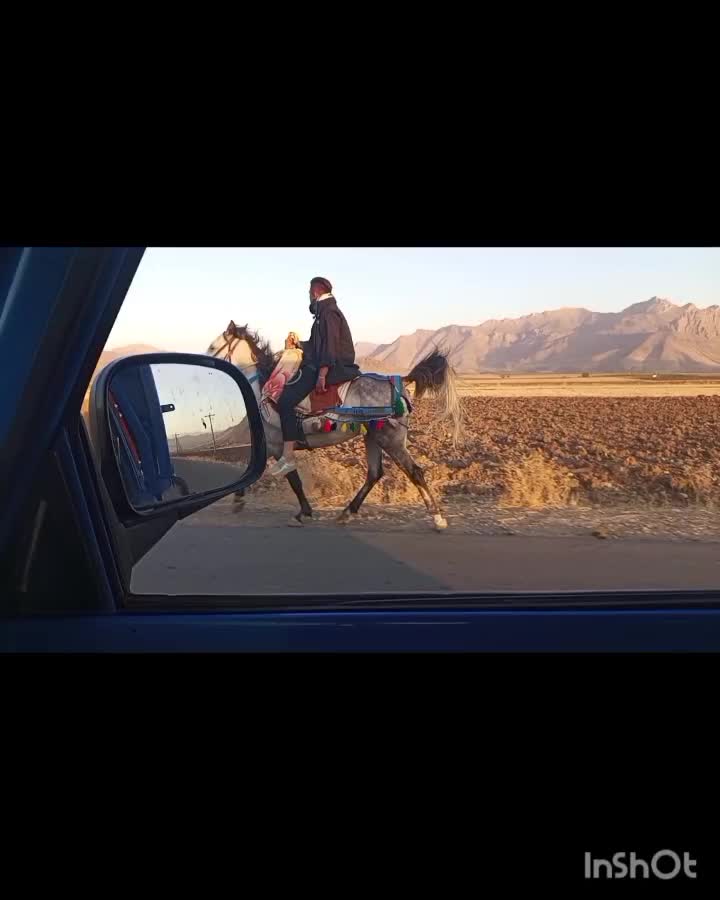 اسب نریون پنج سال یورقه|اسب و تجهیزات اسب‌سواری|پیرانشهر, |دیوار