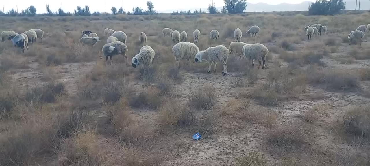 گوسفند|حیوانات مزرعه|گوهرکوه, |دیوار