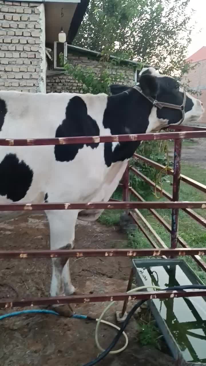 گاو شیری|حیوانات مزرعه|گرگان, |دیوار