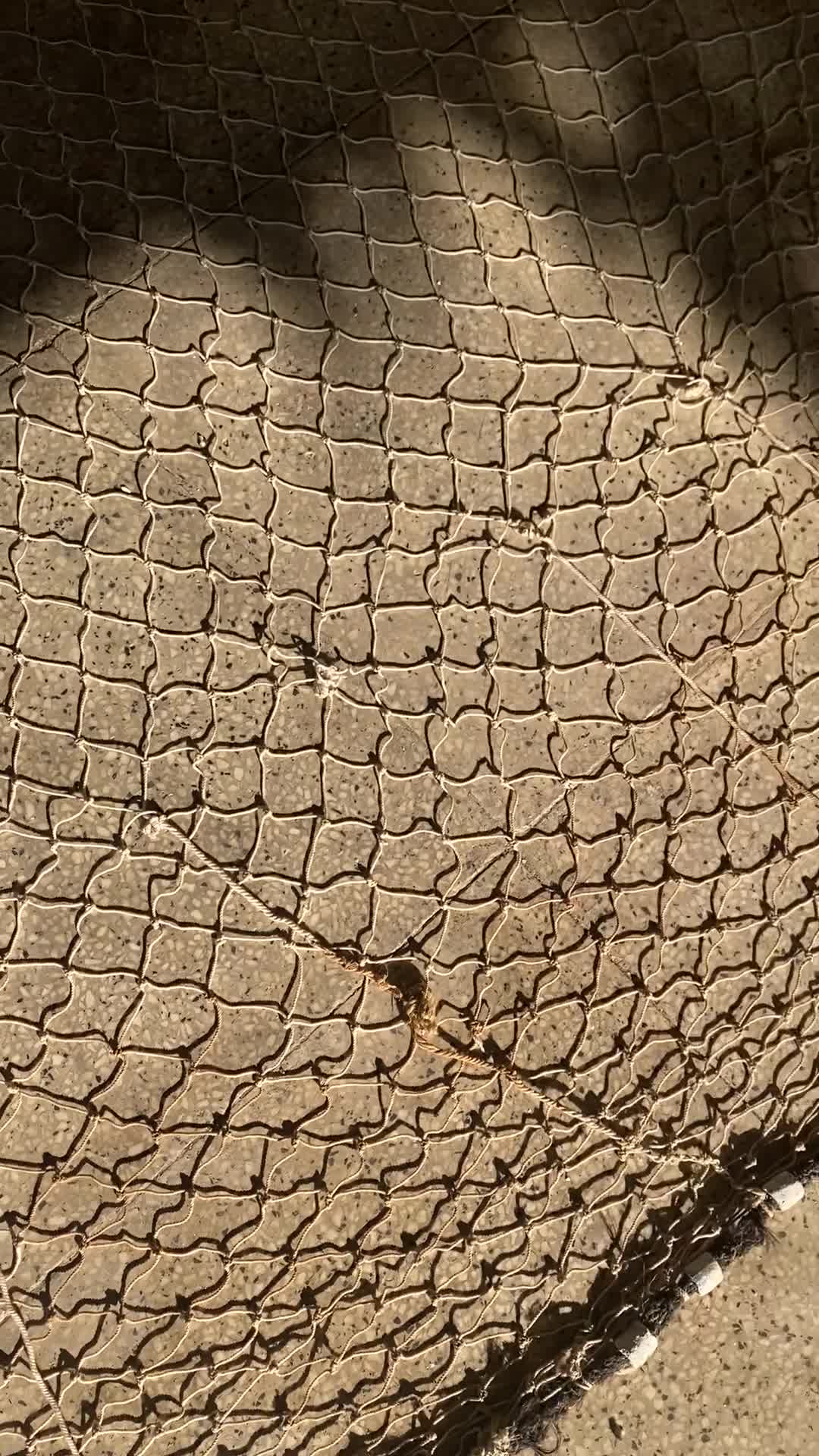 تور ماهی گیری پرتابی ابریشمی|ماهیگیری|نشتارود, |دیوار