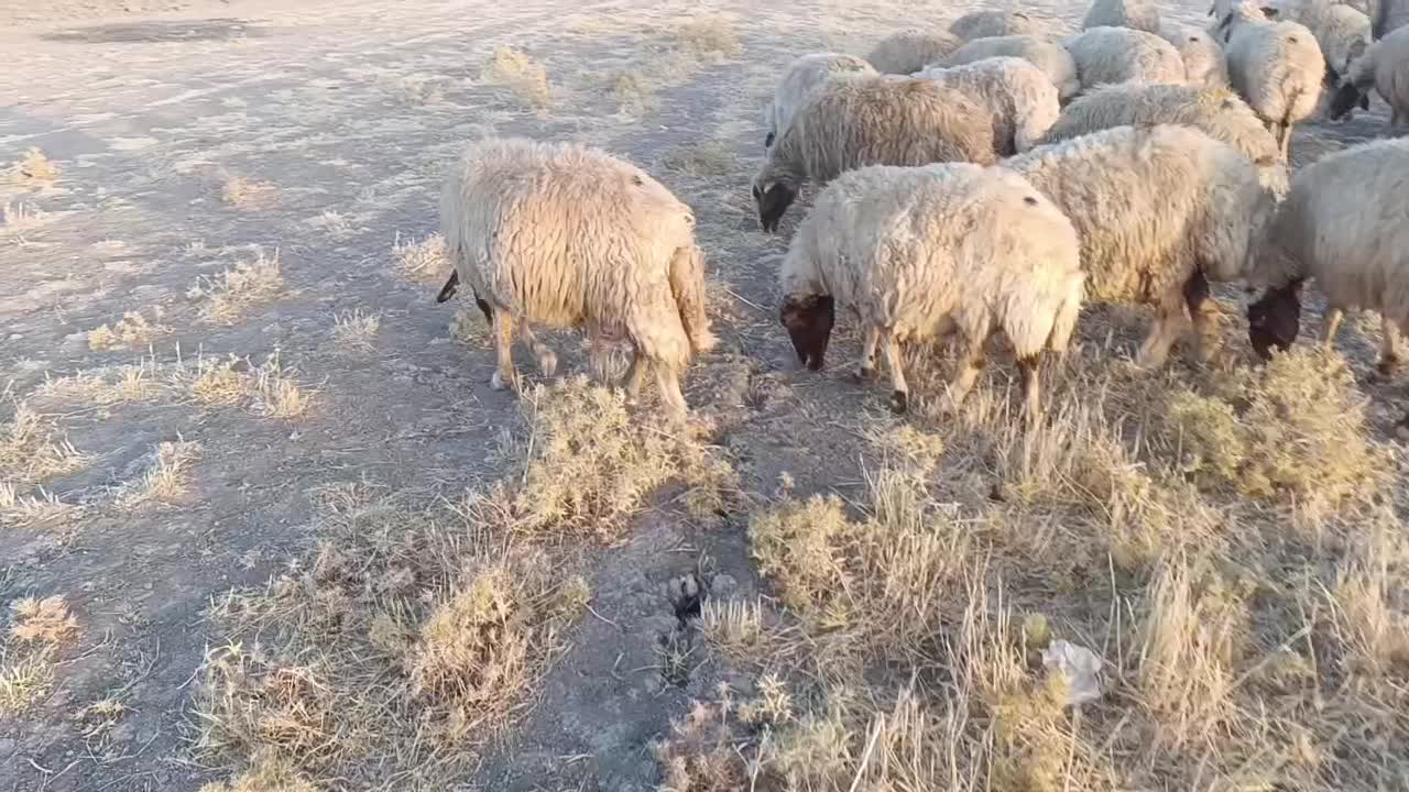 گوسفند میش|حیوانات مزرعه|ماهیدشت, |دیوار