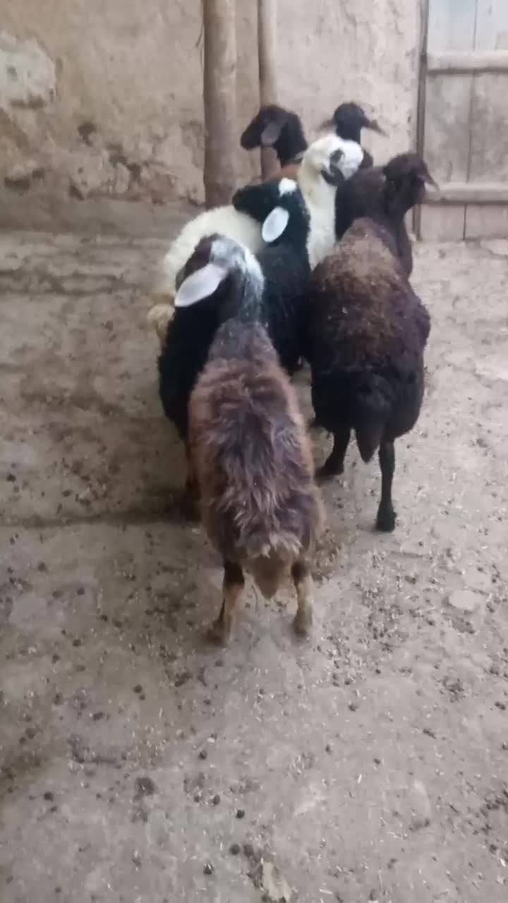 گوسفند جوان بره ماده پنج ارس|حیوانات مزرعه|تکاب, |دیوار