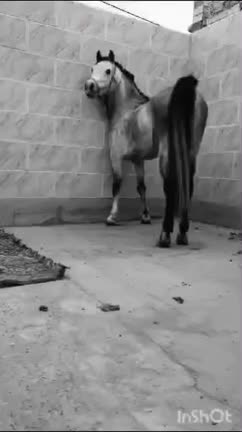 نریان کرد خوش تیپ|اسب و تجهیزات اسب‌سواری|زواره, |دیوار