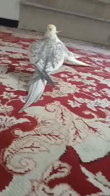 فروش قناری سرخ|پرنده|صدرا-فارس, فاز ۱|دیوار