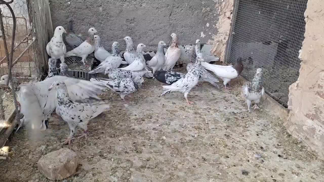 سار|پرنده|بیرجند, |دیوار
