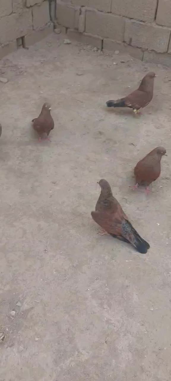 پرنده|پرنده|اهواز, امانیه|دیوار