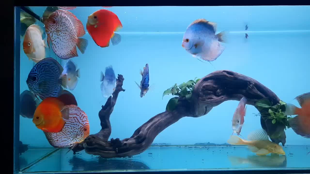 ماهی دیسکس|ماهی|مشهد, کوی ولیعصر|دیوار