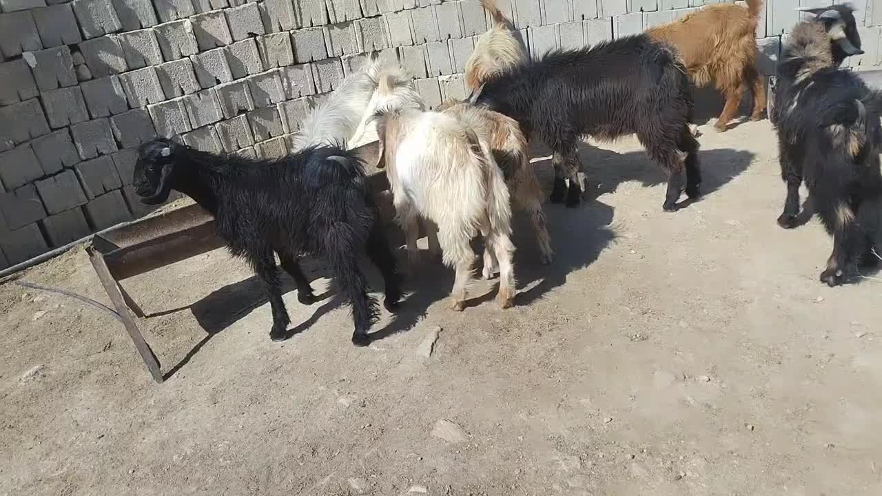 کهره فروشی|حیوانات مزرعه|دهدشت, |دیوار