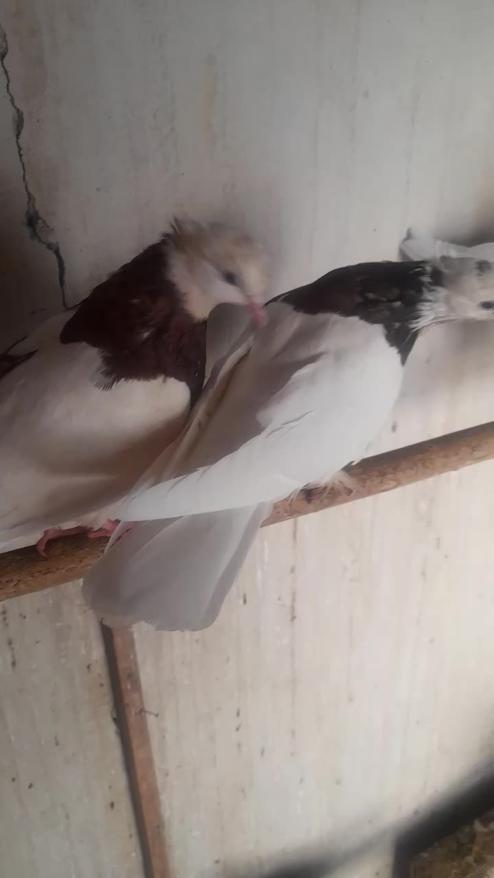 یک جفت کبوتر طوقی سرخ|پرنده|مشهد, تربیت (صدف)|دیوار