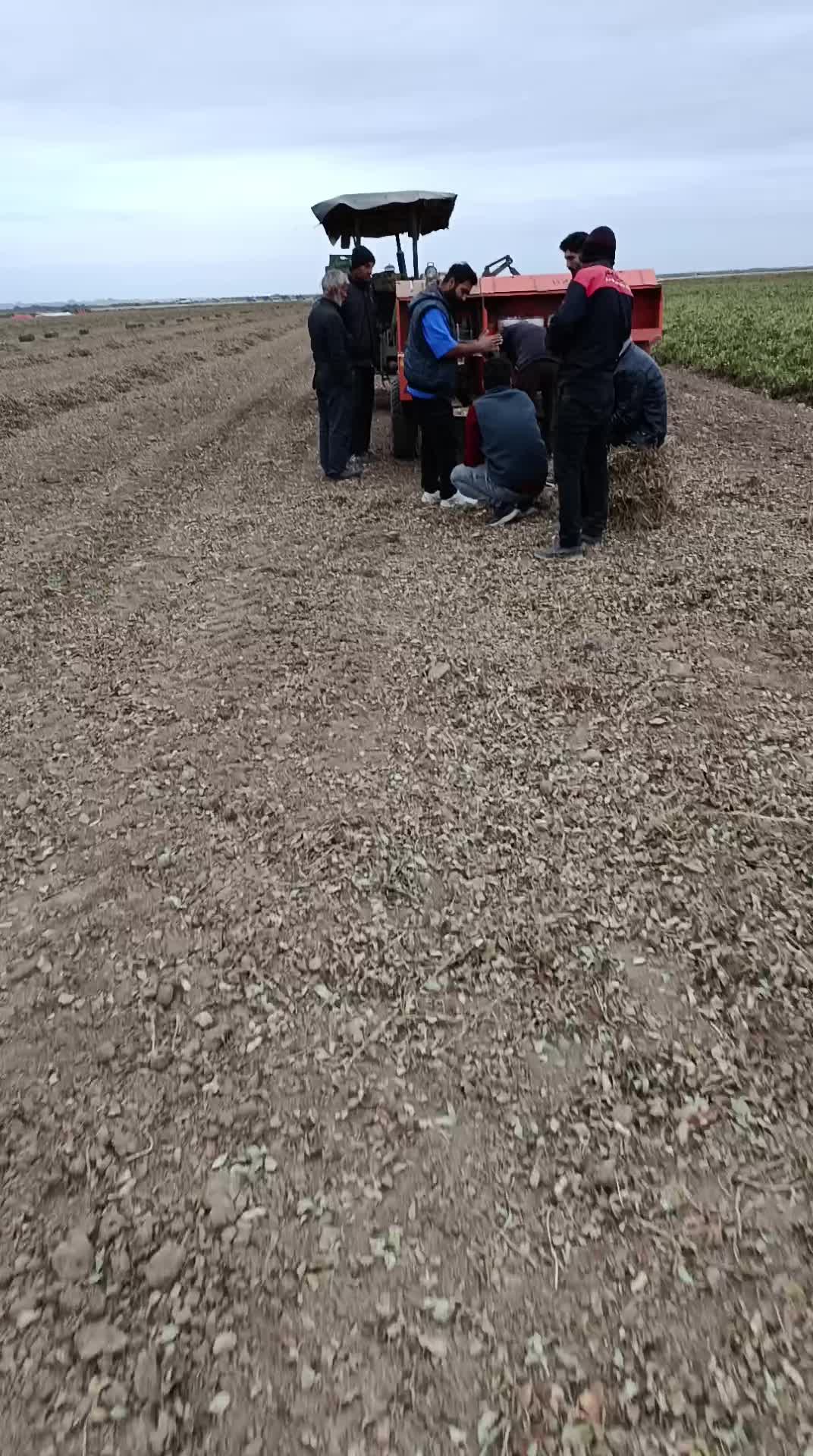 علف و پرس بادام زمینی|عمدهفروشی|اسلام آباد, |دیوار