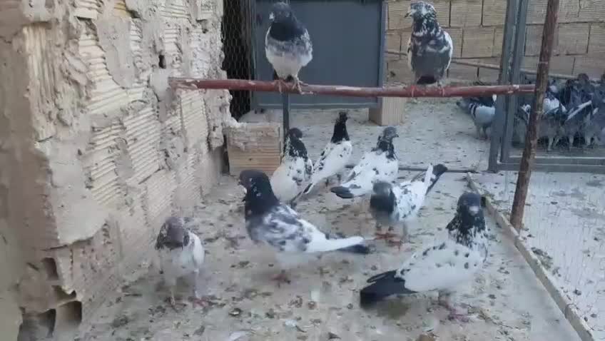 کفتر پاکستانی اصل|پرنده|قم, لسانی|دیوار
