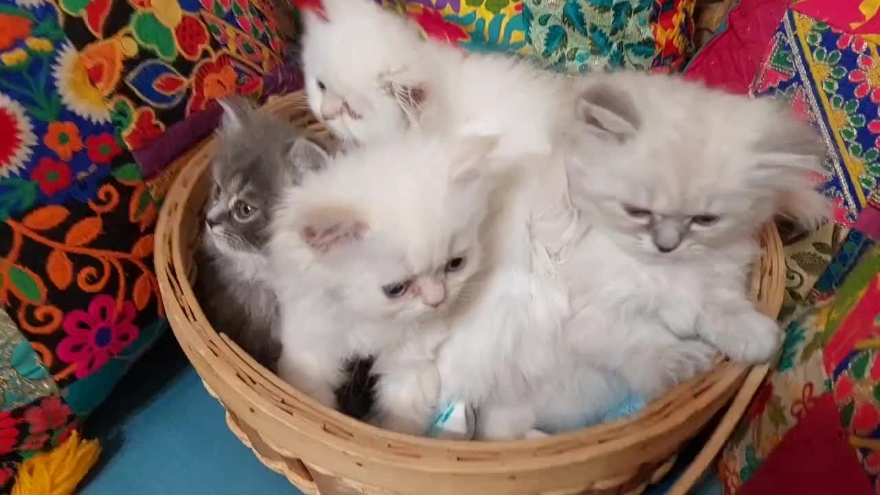 بچه گربه پرشین خانگی|گربه|کرج, بنیاد|دیوار